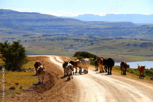 Dirt roads in the QwaQwa area. Cattle on the road. Nature and mountains in the background.
