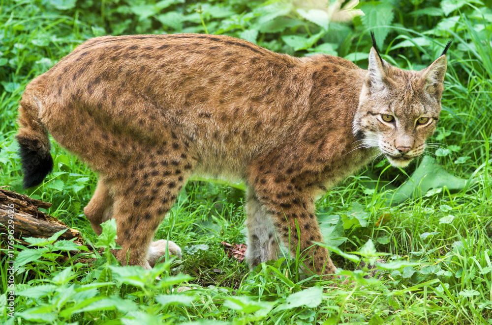 Obraz premium Wild lynx prowling through lush green forest undergrowth