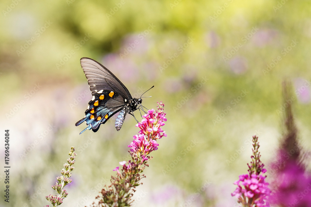 Obraz premium Butterfly on a flower