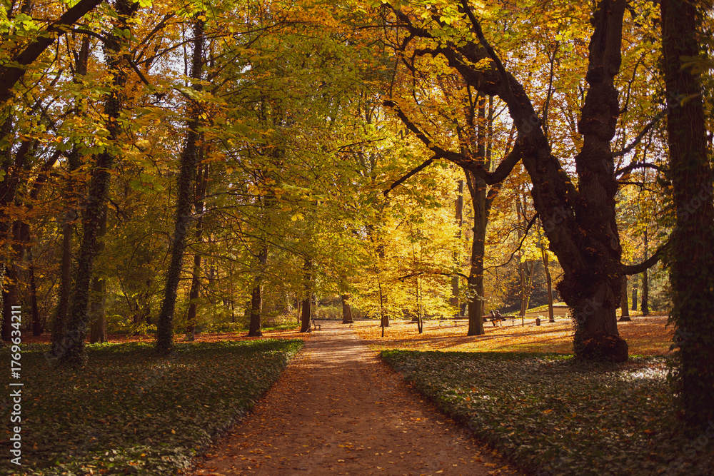 Fototapeta premium Aleja parkowa w jesiennej, złotej odsłonie