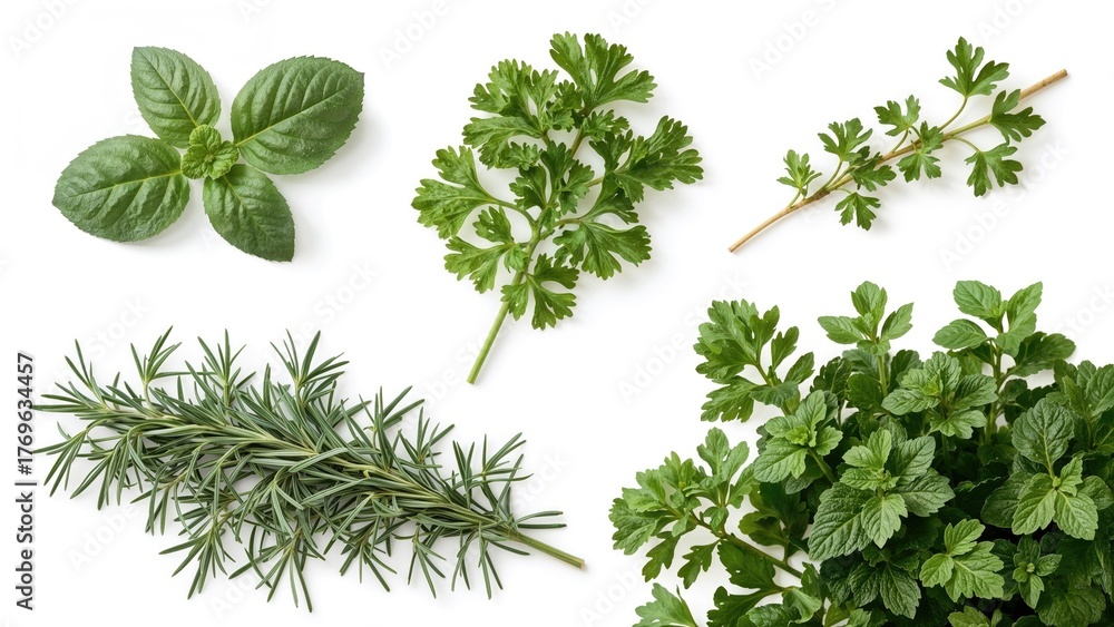 Obraz premium Set of different greens isolated on white, including basil, parsley, dill, rosemary, and mint
