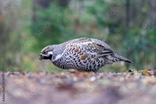 Photography A male hazel grouse walking on the ground