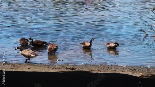 Small Group Of Canada Geese Preening Swimming Walking At Edge Of Lake Santa Rosa California
