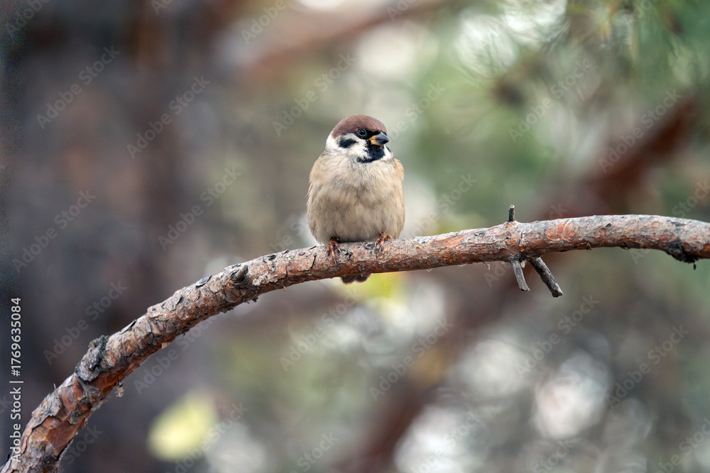 Naklejka premium Mountain sparrow perched on a tree branch