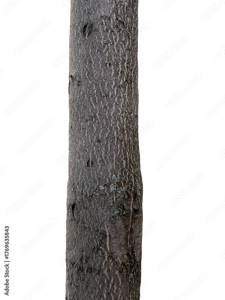 Fototapeta premium Tree trunk isolated on transparent background
