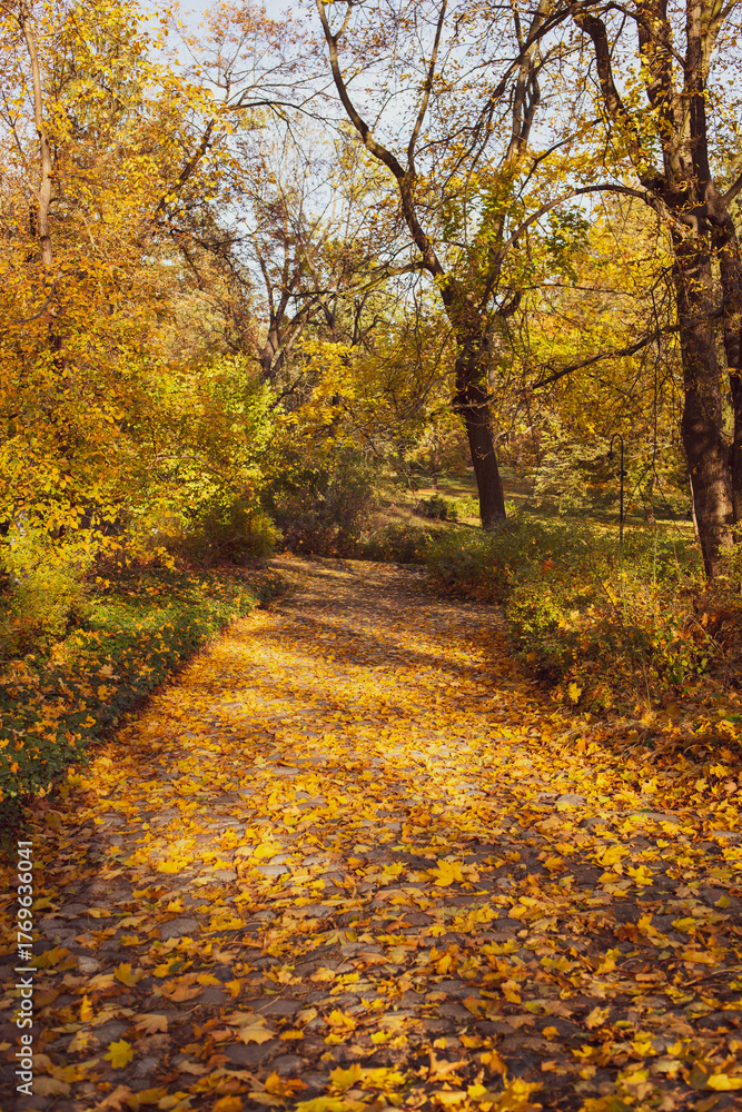 Fototapeta premium Aleja parkowa w jesiennej, złotej odsłonie
