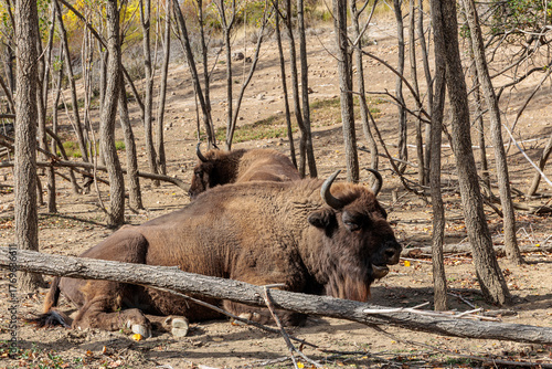 European bison lying and ruminating among the trees. Bison bonasus. Anciles Valley, Cantabrian Mountains, Riaño, León, Spain.