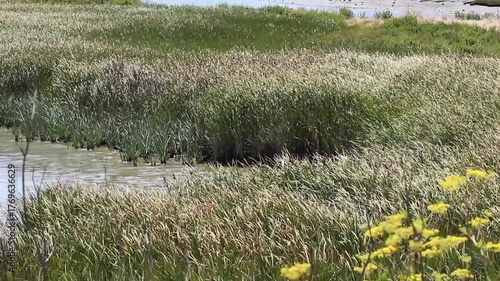 Green Reeds Swaying In Breeze At Edge Of Wetland Pond Petaluma California
