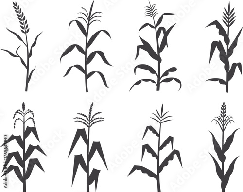 Corn plant silhouettes, botanical icons, black agricultural graphics, farming crop elements for design, education, and seasonal decor use, flat vector illustration