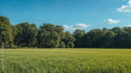 Beautiful agricultural field with trees background, sky, summer, travel, nature, tree, spring, sun, beauty, garden