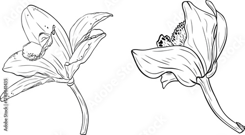 Set, clip art of vanilla flower, orchid phalaenopsis with large petals. Graphic line art hand drawn ink black and white vector