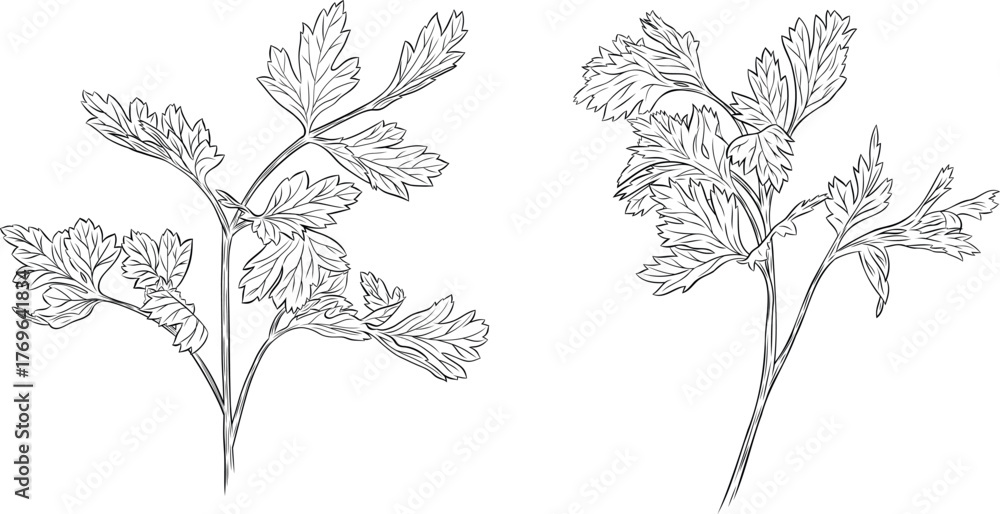 Fototapeta premium Set, clipart of monochrome botanical fragrant herb drawing of parsley plant. Graphic hand drawn ink black and white vector