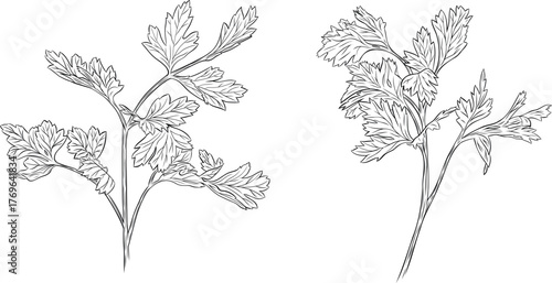 Set, clipart of monochrome botanical fragrant herb drawing of parsley plant. Graphic hand drawn ink black and white vector