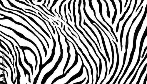 Black and white zebra abstract pattern white background. Zebra prints useful as a background. Seamless pattern with lines, vector background. Texture of zebra with dense lines. 