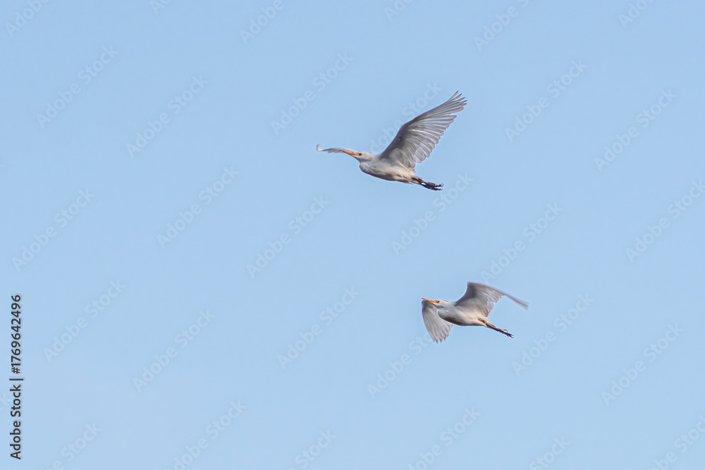 Obraz premium Group of herons flying over the sky, with clouds in the background at sunset