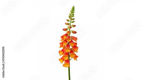 Single stem with red and yellow snapdragon (Antirrhinum majus) flowers isolated against a white background