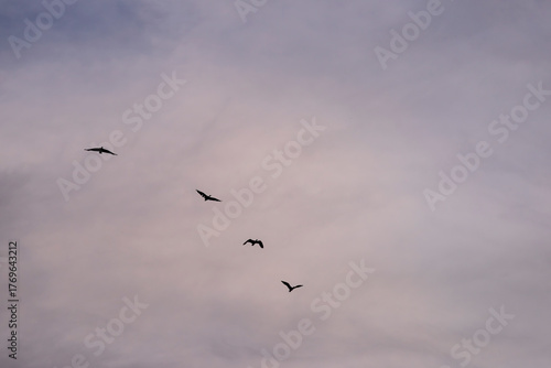 Wallpaper Mural Group of herons flying over the sky, with clouds in the background at sunset Torontodigital.ca