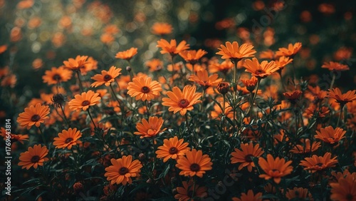 garden of beautiful orange flowers with photo wallpaper and background