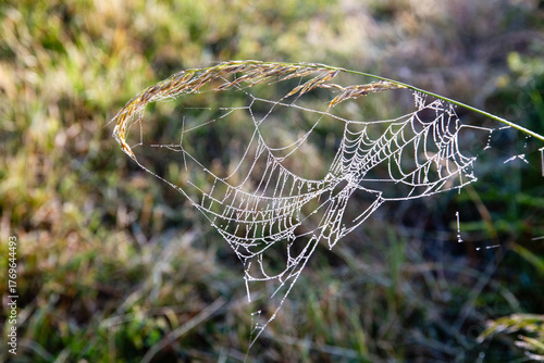 Abstract design formed by the arch of a spike and a spiderweb, in the dawn light, Piana di Castelluccio, Umbria, Sibillini Mountains, Italy
