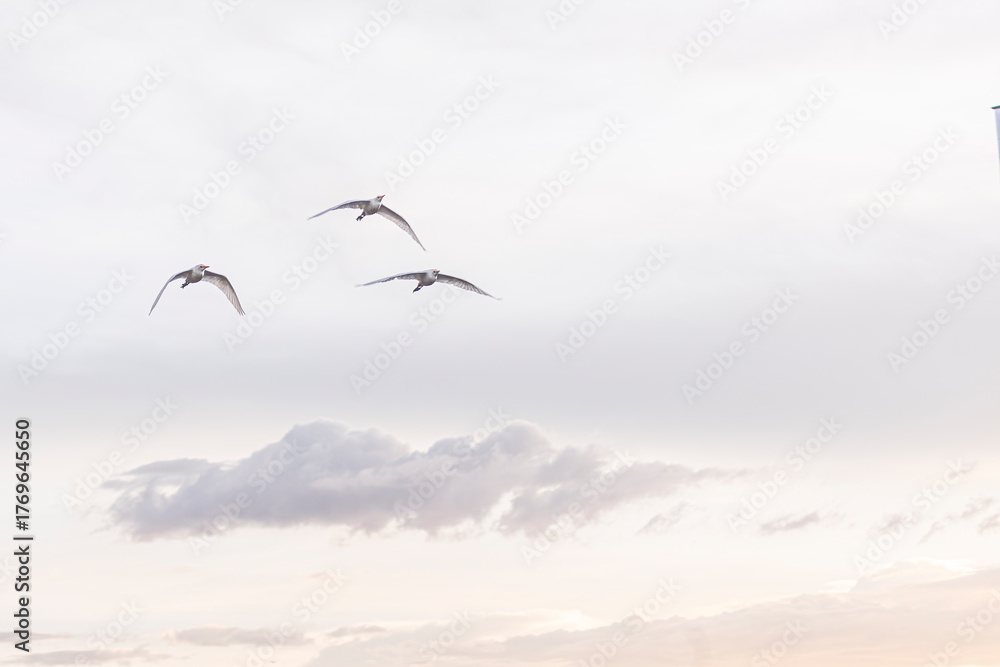 Naklejka premium Group of herons flying over the sky, with clouds in the background at sunset