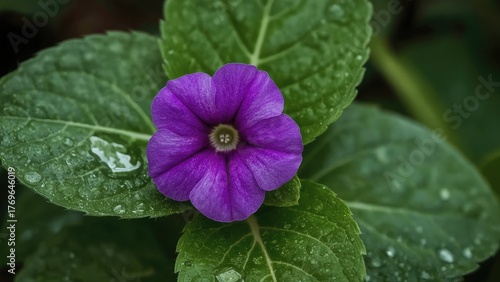African Violet is a decorative flower plant from Tanzania and Kenya with a purple blossom, water droplets, and green leaves, symbolizing nature, summer, and spring.