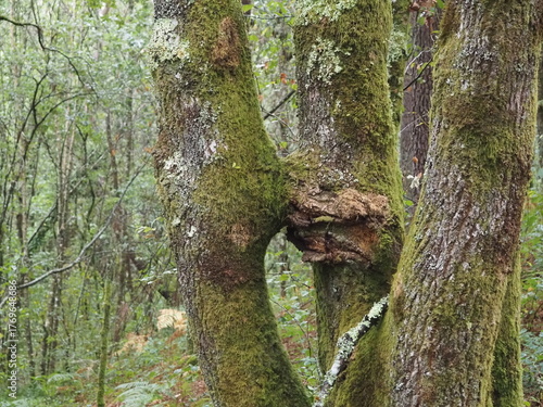 ruta de los molinos de Mezonzo, bonita ruta de senderismo por los molinos harineros y batanes. impregnados en aromas de vegetación silvestre, de los cantos de los pájaros, La Coruña, Galicia, España