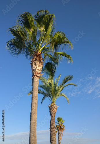 Three tall palm trees in perspective against a blue sky, low angle portrait view. Washingtonia Filifera and Phoenix Canariensis. Fethiye, Turkiye