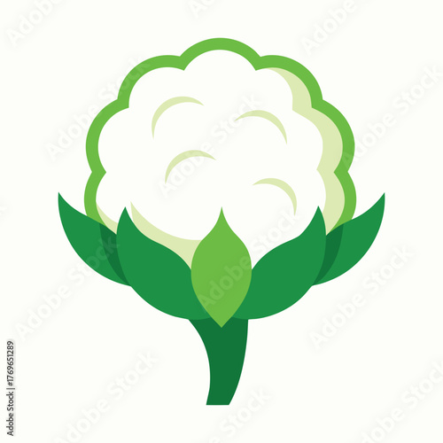 Cauliflower Head With Green Leaves Vector
