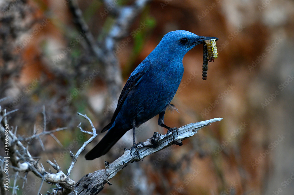 Fototapeta premium Blue rock thrush male with centipede and caterpillar in its beak // männliche Blaumerle mit Skolopender und Raupe im Schnabel (Monticola solitarius) 