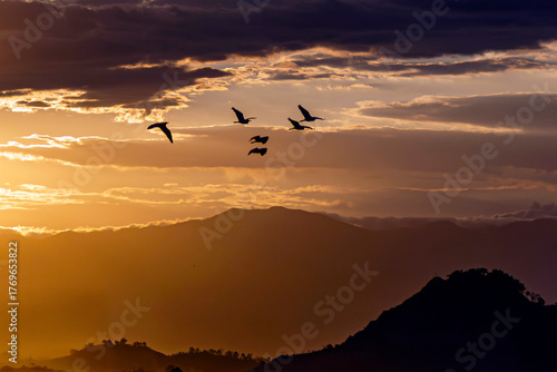 Group of herons flying over the sky, with clouds in the background at sunset