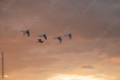 Group of herons flying over the sky, with clouds in the background at sunset