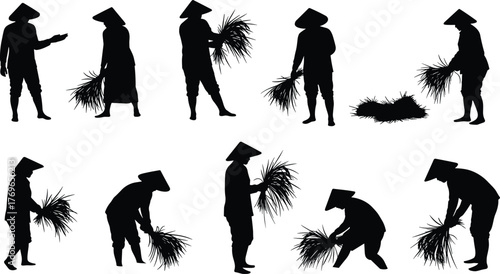 Silhouette of Asian farmers working in rice field, traditional agriculture people harvesting crops, rural lifestyle, farming culture, countryside life, teamwork