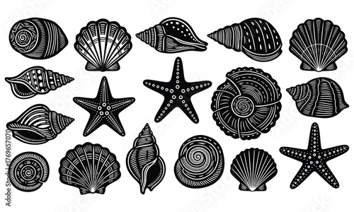 Monochrome linocut-style illustration of marine shells and starfish in bold black outlines on a clean white background