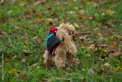 dog in the grass