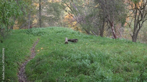 A narrow dirt trail winds through tall grass and trees, leading to a quiet forest clearing with a fallen trunk under soft autumn sunlight.