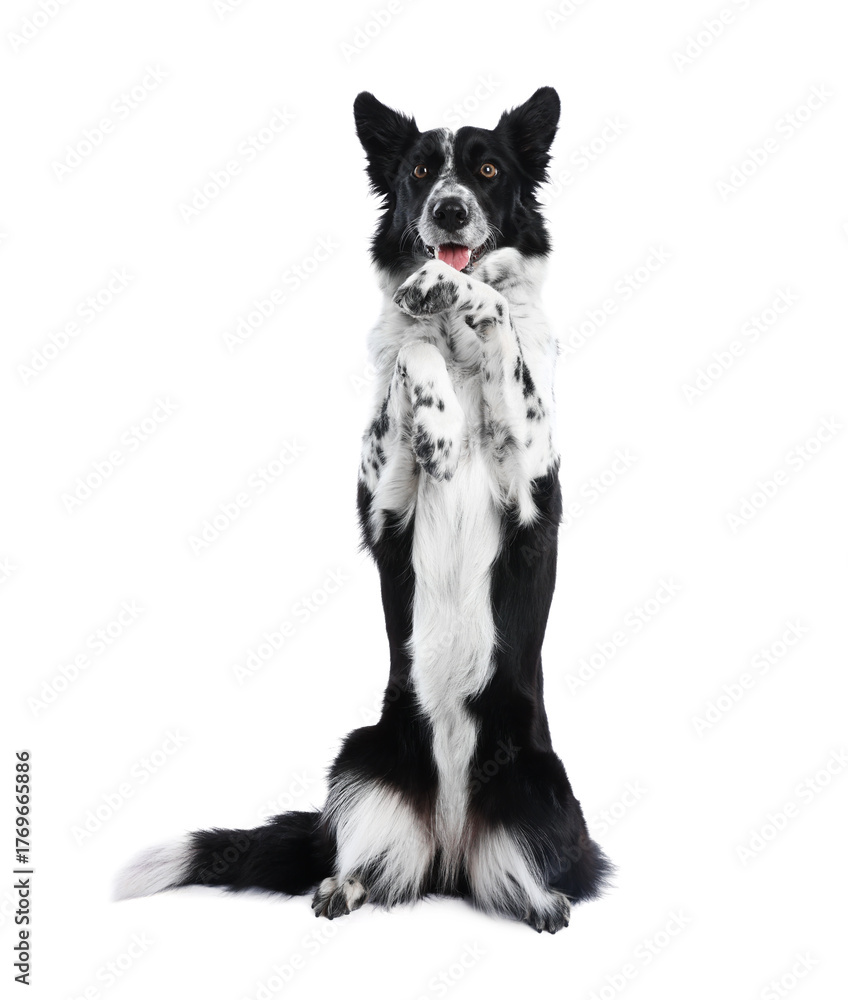 Fototapeta premium Cute Border Collie dog showing trick on white background