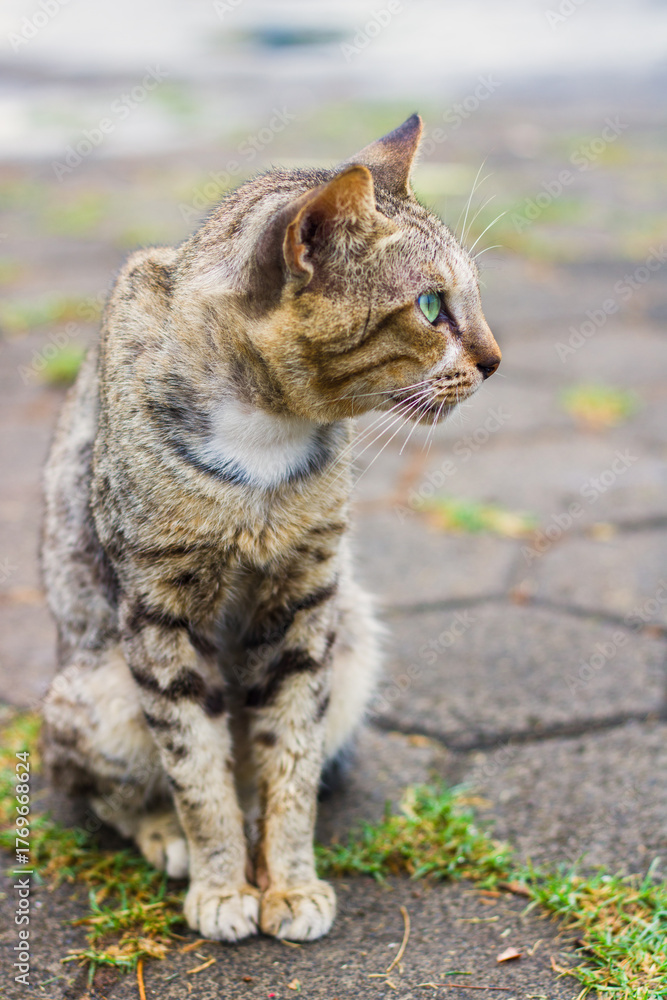 Naklejka premium cat in the garden