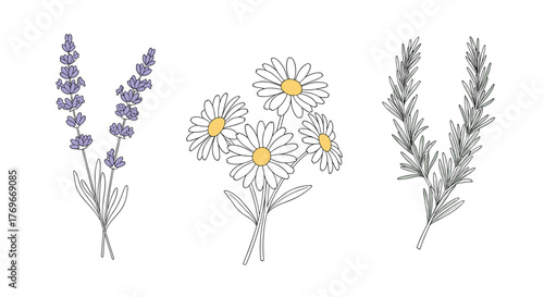 Floral illustrations of lavender, daisies, and rosemary on a white background, perfect for design needs.