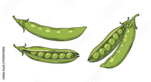 Illustration of fresh green pea pods, some open to reveal the peas inside, against a white background.