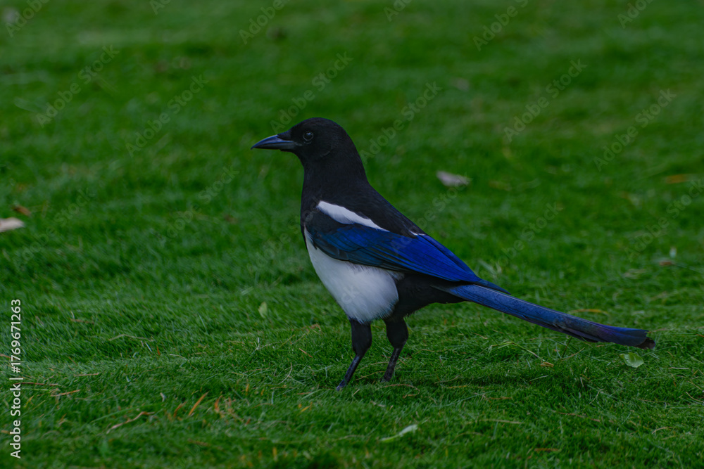 Fototapeta premium There is a magpie on the lawn