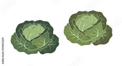 Two detailed illustrations of green cabbages on a white background.