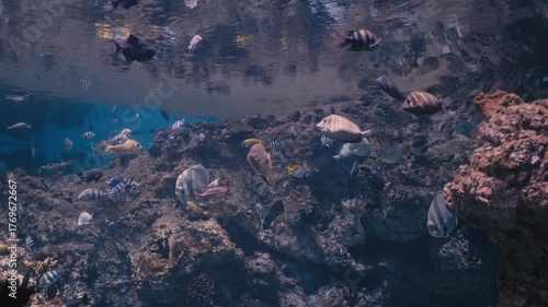 Colorful Tropical Fish Swimming Over Rocky Coral Reef