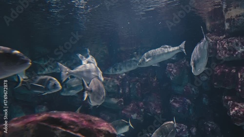 Group of Fish Swimming Along Submerged Rocky Wall