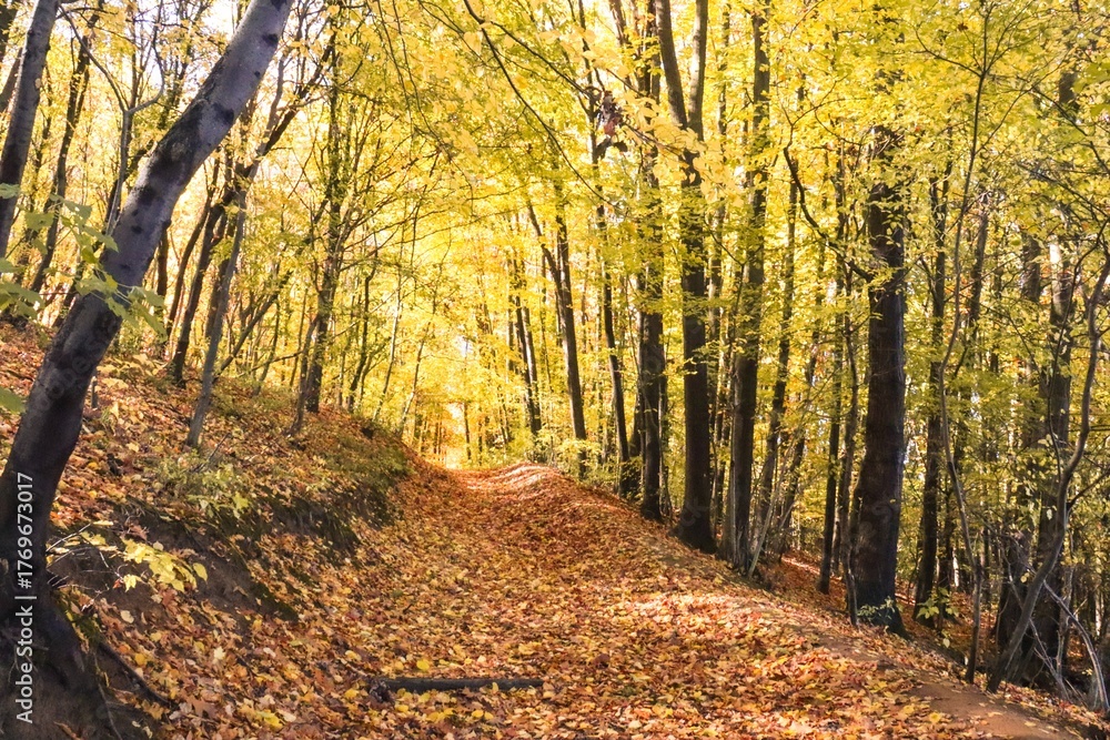 Obraz premium Golden Forest Path in Fall Colors, Autumn Landscape, Colorful Trees, Colorful Leaves, Autumn Forest, Fall Scenery, Nature Photography, Canon EOS 250D, Canon EOS Rebel SL3