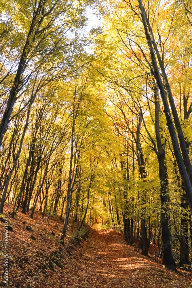 Obraz premium Golden Forest Path in Fall Colors, Autumn Landscape, Colorful Trees, Colorful Leaves, Autumn Forest, Fall Scenery, Nature Photography, Canon EOS 250D, Canon EOS Rebel SL3
