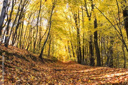 Tableau sur toile Golden Forest Path in Fall Colors, Autumn Landscape, Colorful Trees, Colorful Le