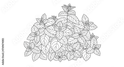 Detailed illustration of a cluster of fresh mint leaves, suitable for coloring pages or botanical studies, against a clean white background.