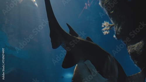 Shark Tail Cutting Gracefully Through Deep Blue Water