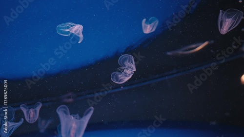 Translucent Jellyfish Floating in Deep Electric Blue Water