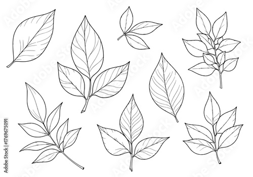 Collection of beautiful hand-drawn botanical illustrations of various plant leaves